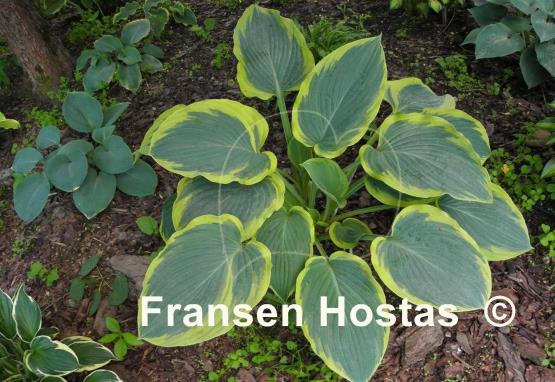 Hosta Frost Giant