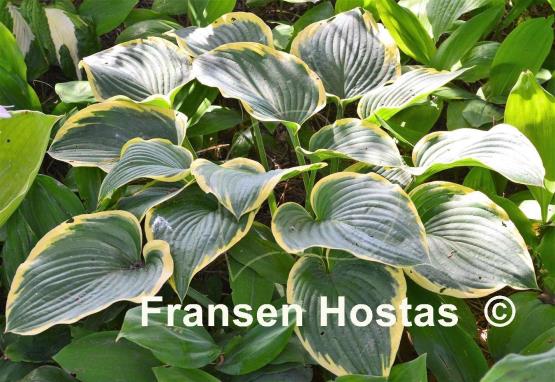 Hosta Frost Giant