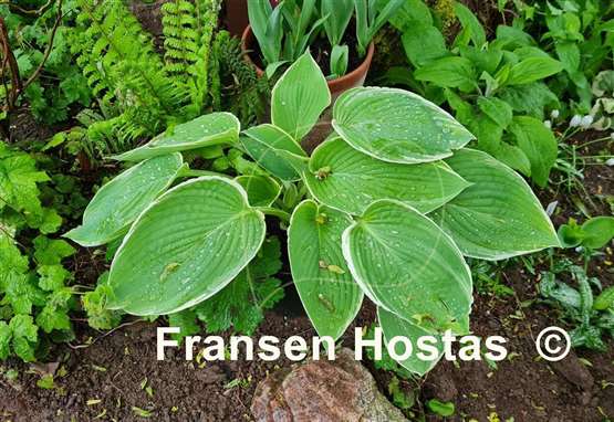 Hosta Frosted Jade