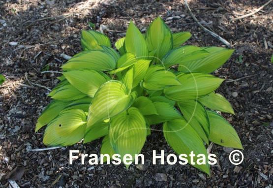 Hosta Frosted June