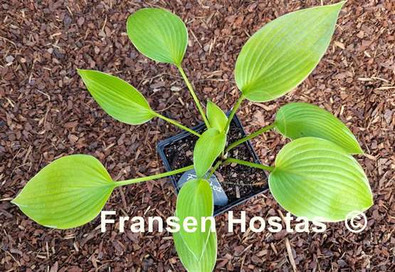 Hosta Frosted June