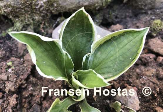 Hosta Frosted Lollipop