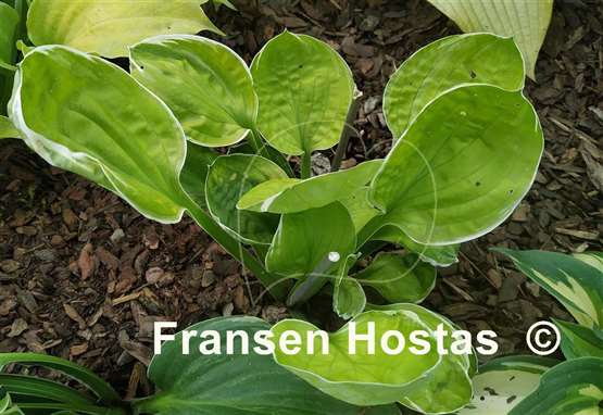 Hosta Frosted Mini-muffins