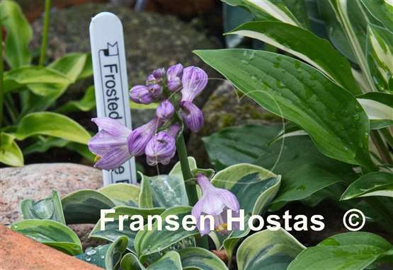 Hosta Frosted Mouse Ears