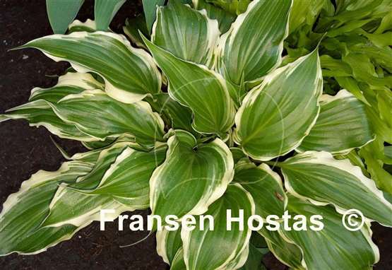 Hosta Frosted Raspberry