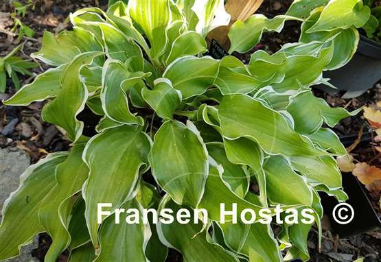 Hosta Frosted Raspberry