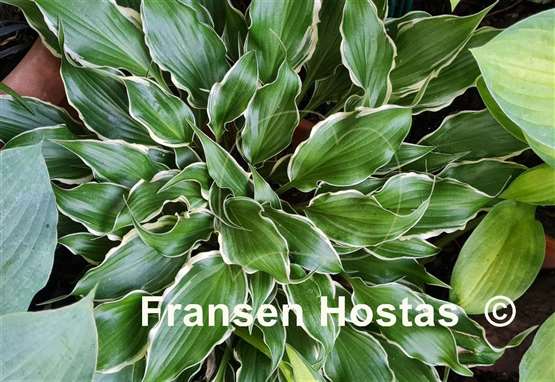 Hosta Frosted Raspberry