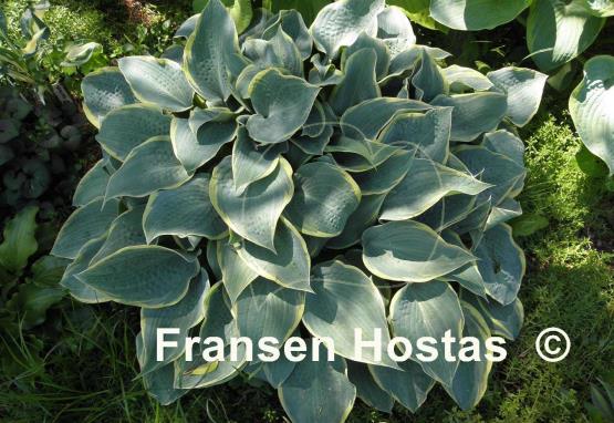 Hosta Frosted Dimples