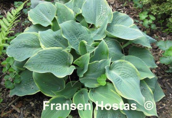 Hosta Frosted Dimples