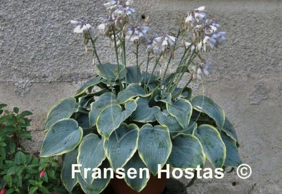 Hosta Frosted Dimples