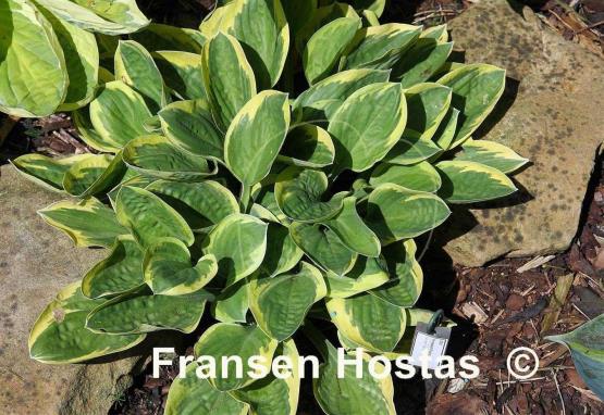 Hosta Frosted Frolic