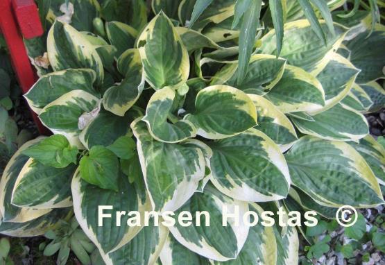 Hosta Frosted Frolic
