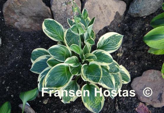 Hosta Frosted Frolic