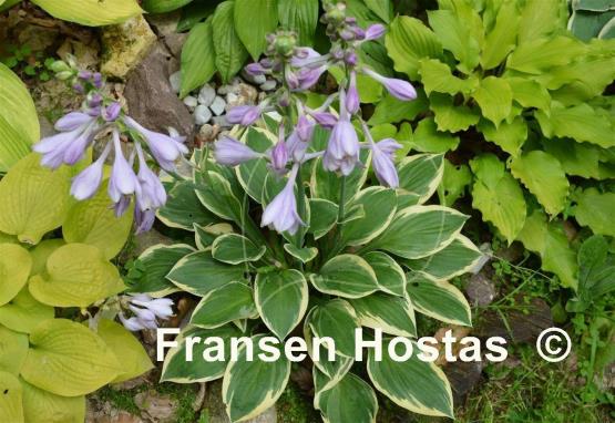 Hosta Frosted Frolic