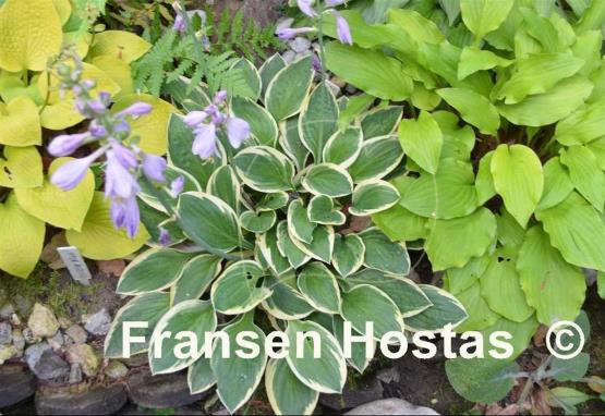 Hosta Frosted Frolic
