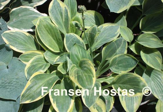 Hosta Frosted Frolic