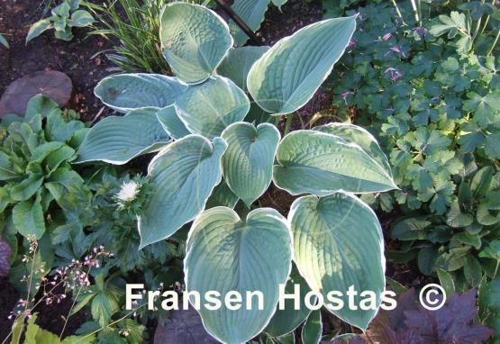 Hosta Frosted Jade