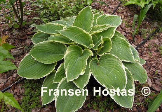 Hosta Frosted Jade