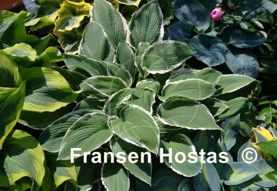 Hosta Frosted Jade