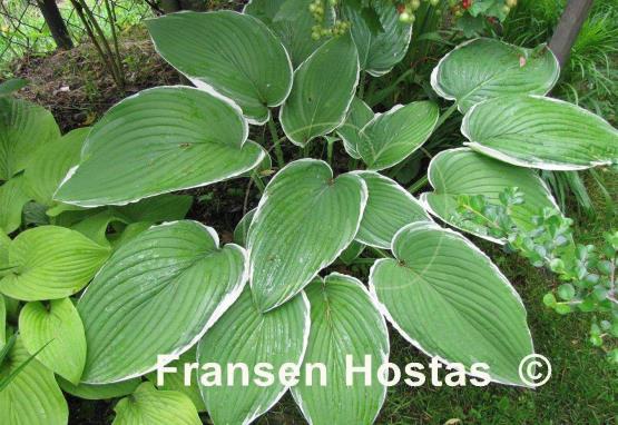 Hosta Frosted Jade