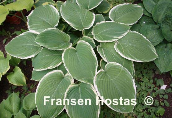 Hosta Frosted Jade