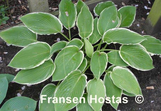 Hosta Frosted Jade