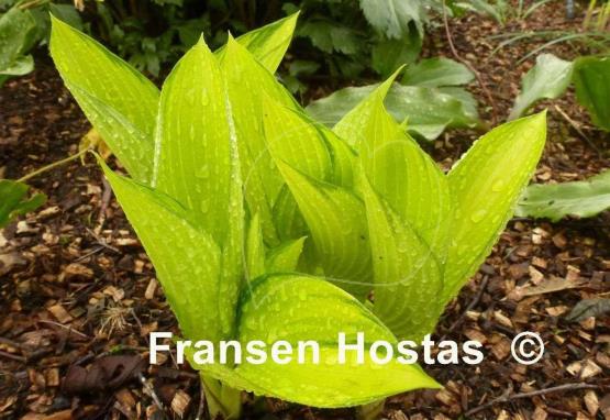 Hosta Frosted June