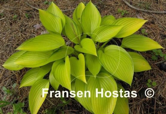Hosta Frosted June