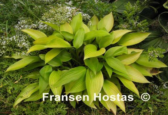 Hosta Frosted June