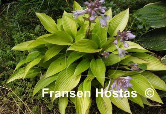 Hosta Frosted June