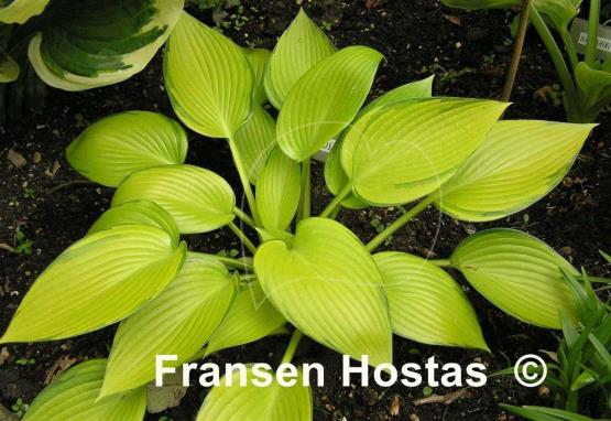 Hosta Frosted June