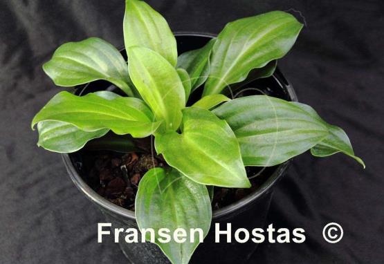 Hosta Frosted Mini Hearts