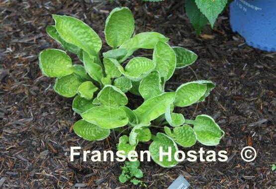 Hosta Frosted Mini-muffins