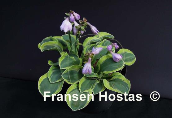 Hosta Frosted Mouse Ears