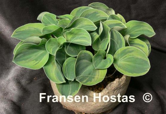 Hosta Frosted Mouse Ears