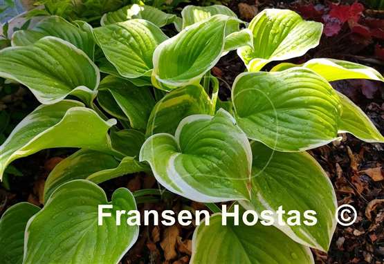 Hosta Frozen Margarita
