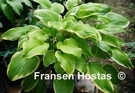 Hosta Frozen Margarita
