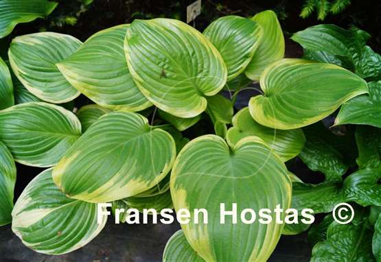 Hosta Frozen Margarita
