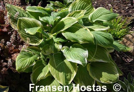 Hosta Frozen Margarita
