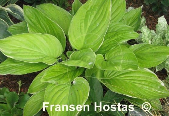 Hosta Frozen Margarita