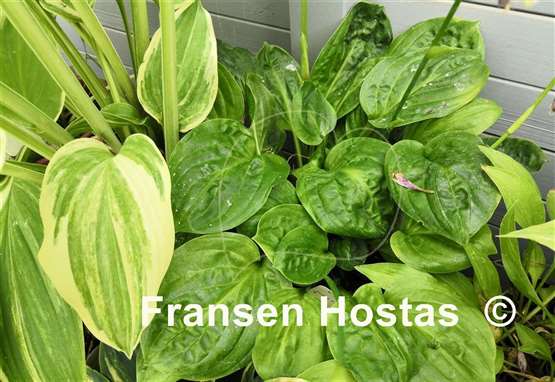 Hosta Fruit Cup