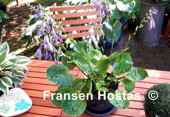 Hosta Fruit Cup