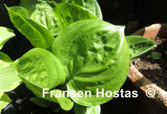 Hosta Fruit Cup