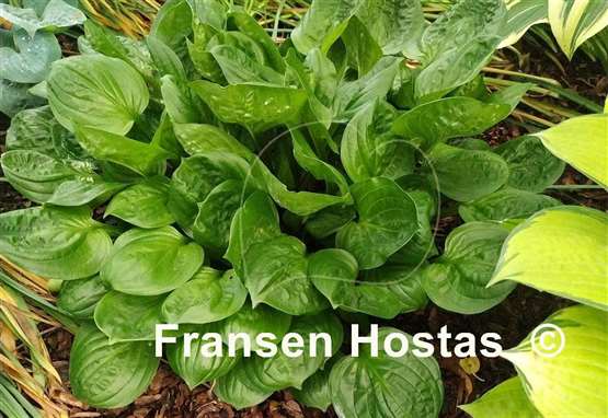 Hosta Fruit Cup