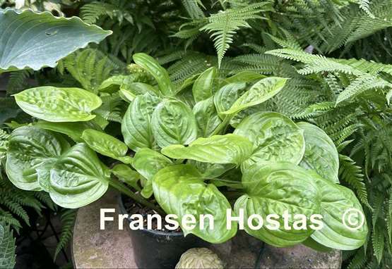 Hosta Fruit Cup