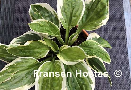 Hosta Fruit Loop