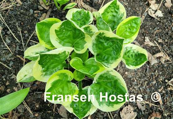 Hosta Fruit Loop