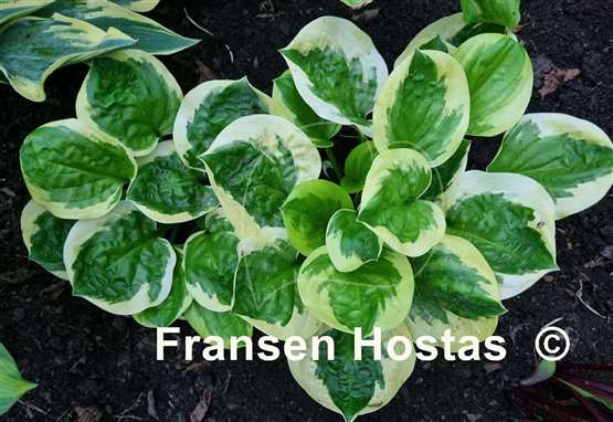 Hosta Fruit Loop