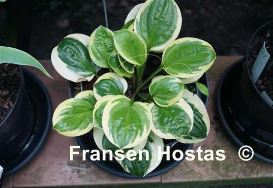 Hosta Fruit Loop