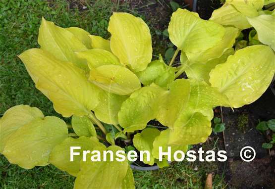 Hosta Fruit Punch